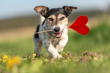 Romantic Valentine Dog .  Cute Jack Russell Terrier doggy carrying a red heart over a dandelion...