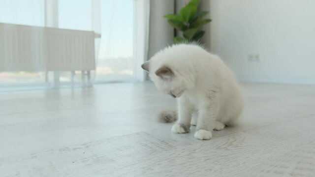 Cute ragdoll kitten cleaning itself with tonque and sitting on the floor in light room. Adorable kitty washing