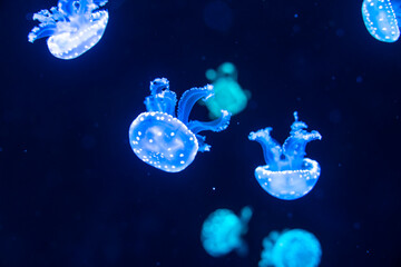 Colorful jellyfish at the aquarium