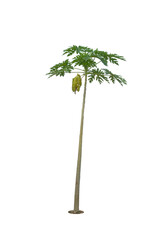 papaya tree