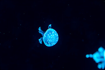 Colorful jellyfish at the aquarium