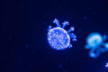 Colorful jellyfish at the aquarium