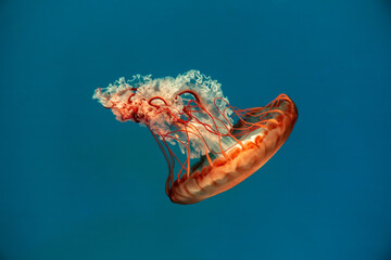 Colorful jellyfish at the aquarium