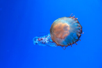 Colorful jellyfish at the aquarium © Kai Zhao