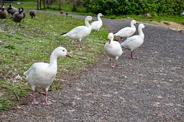 Geese in the park.