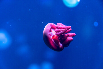 Colorful jellyfish at the aquarium
