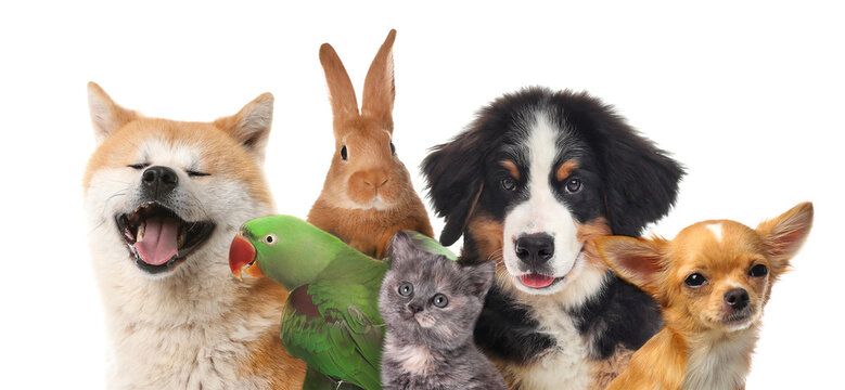 How Well Are Pets Taken Care Of In Your Country R AskBalkans How Well Are Pets Taken Care Of In Your Country R AskBalkans