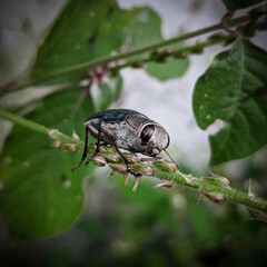 Obraz premium Insect on a palnt 