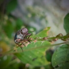 Insect sitting on plant
