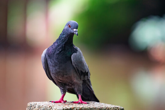 Portrait of a beautiful pigeon standing on a concrete pole with colorful background.