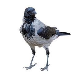 a big and beautiful gray and black crow