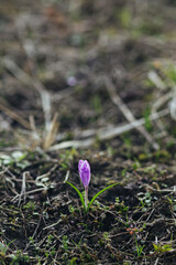 Beautiful crocuses blooming close up. Hello Spring. Wild purple Crocus heuffelianus growing in garden or forest. Spring awakening, first flowers. Spring background