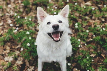 Adorable happy white dog sitting among beautiful blooming wood anemones in spring forest. Portrait of cute swiss shepherd young dog smiling in spring woods. Hiking with pet. Animal calendar