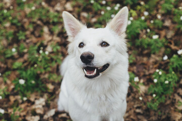 Adorable white dog sitting among beautiful blooming wood anemones in spring forest. Portrait of cute swiss shepherd young dog  in spring woods. Hiking with pet. Animal calendar