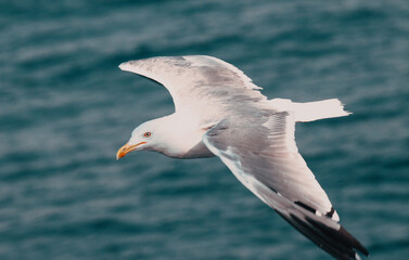beautiful white seagull flying over sea