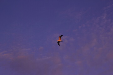 gaviotas en el cielo azul del ocaso