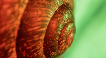 Snail © Mateusz