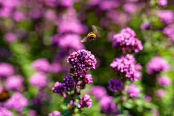 Close up Violet Garden Flowers
