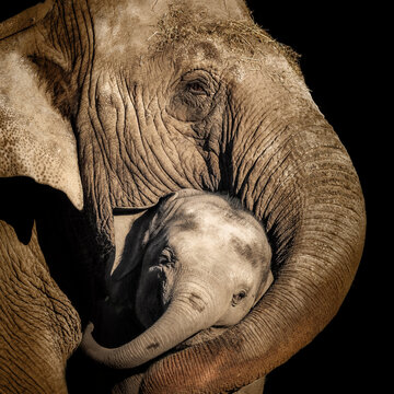 A mother's love in colour