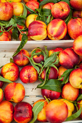 fresh ripe peaches in a box
