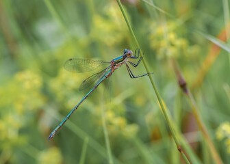 Fototapeta premium blue dragonfly on a green leaf
