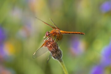 dragonfly on a branch