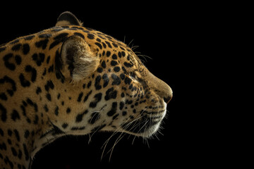 Portrait of a Leopard © Karin