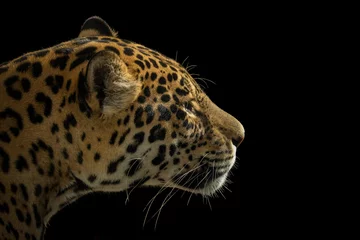 Foto op Plexiglas Portret van een luipaard © Karin