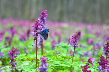 Blue butterfly over violet flowers Corydalis ( Greek korydalís, crested lark ) in spring forest