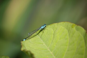Fototapeta premium agrion élégant