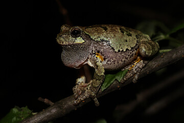 Male gray treefrog (Hyla versicolor) resting on a branch between bouts of calling.  His vocal sack is deflated.
