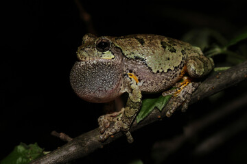 Profile of a singing male gray treefrog (Hyla versicolor) sitting on a branch with its vocal sac...