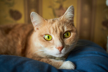 Domestic cat with big green eyes close-up
