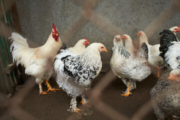 Group of white, gray, brown domestic hens with red crest on head.