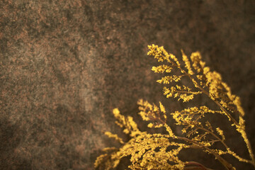 Golden abstract view of the plant. Pattern and texture