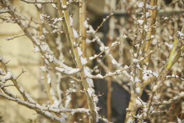 Plants under the snow. Branches with green leaves under the snow.