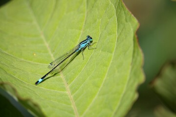 agrion élégant