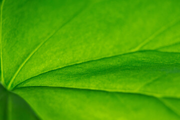 green leaf with streaks, close-up