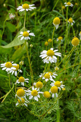 Vertical image of the white daisy-form flowers of 'Zloty Lan' German chamomile (Matricaria recutita 'Zloty Lan')