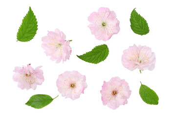 Cherry blossoms isolated on a white background, top view.