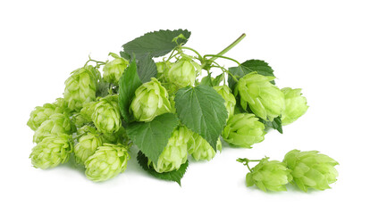 Hops, with leaves, isolated on a white background.