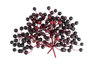 Elderberry berries isolated on a white background, top view.