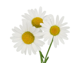 Chamomile, three, isolated on a white background