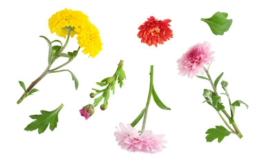 Marigold flowers isolated on a white background, top view.