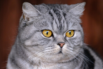 Grey pet cat in bright sunlight. portrait.