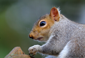 The eastern gray squirrel, also known as simply the grey squirrel, is a tree squirrel in the genus Sciurus. It is native to eastern North America.