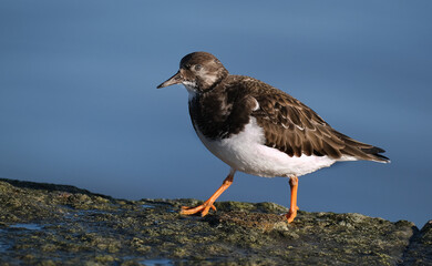 Turnstones are two bird species that comprise the genus Arenaria in the family Scolopacidae. They are closely related to calidrid sandpipers and might be considered members of the tribe Calidriini.