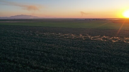 Cinematic view of agricultural field at sunset.