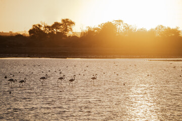 Silhouettes of pink flamingos in a golden pond at sunset