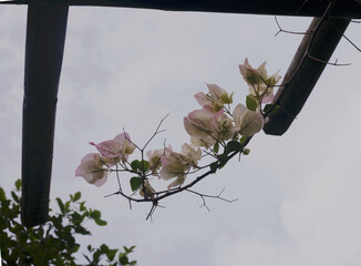 bougainvillea hanging out across an old bamboo branch.  beautiful flowers.  - obrazy, fototapety, plakaty